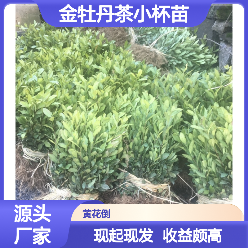 现起现发金牡丹茶小杯苗 种植收益好荒山农田均可种植