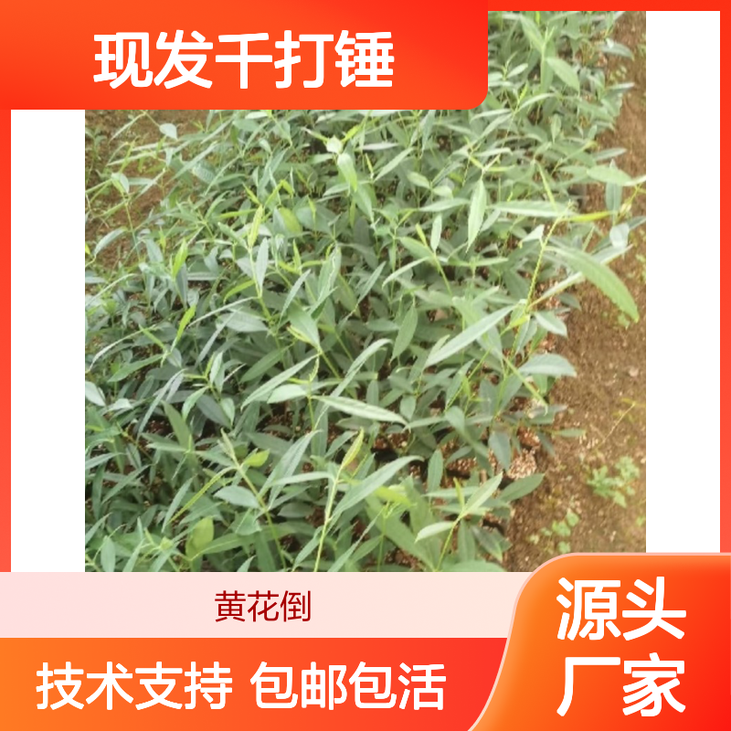 千打锤种苗 现起现发 种植技术指导 品质优良 成活率高
