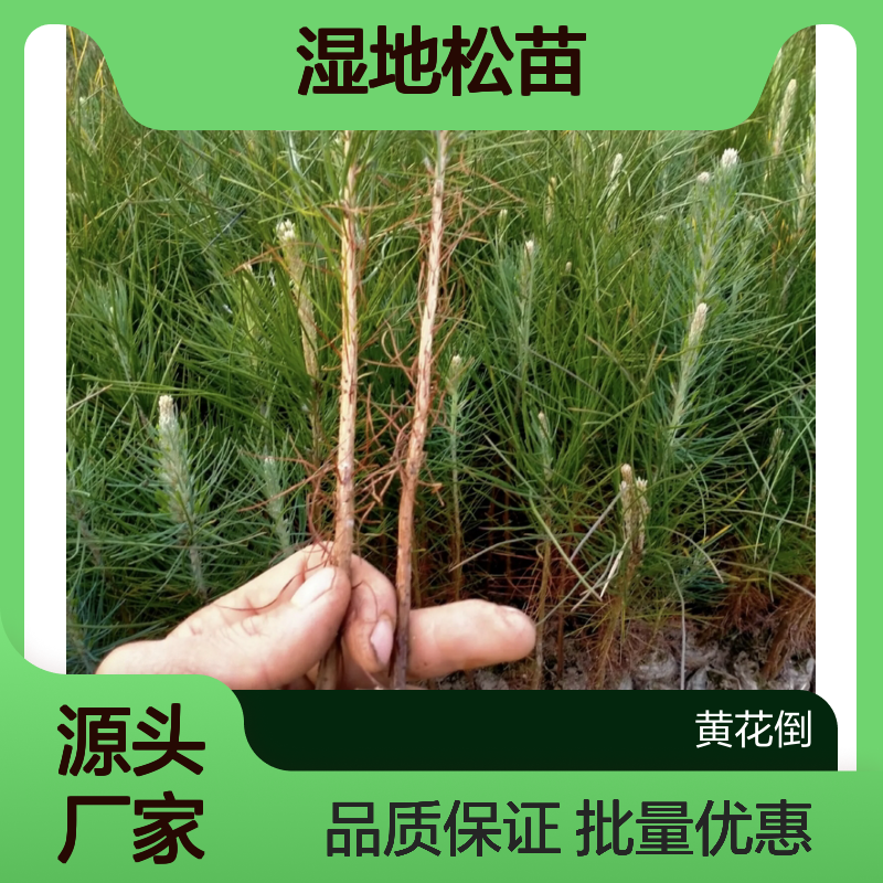 湿地松苗 园林优选 种植园直供 生长迅速 适应性强