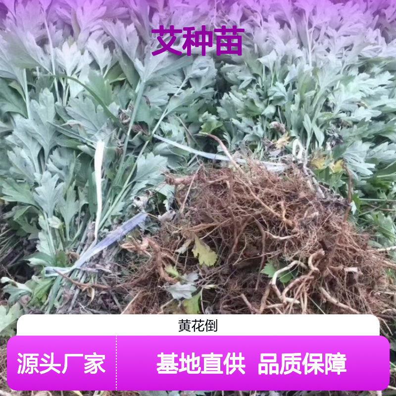 艾百亩基地直供 优质艾种苗 批发零售 多年生长
