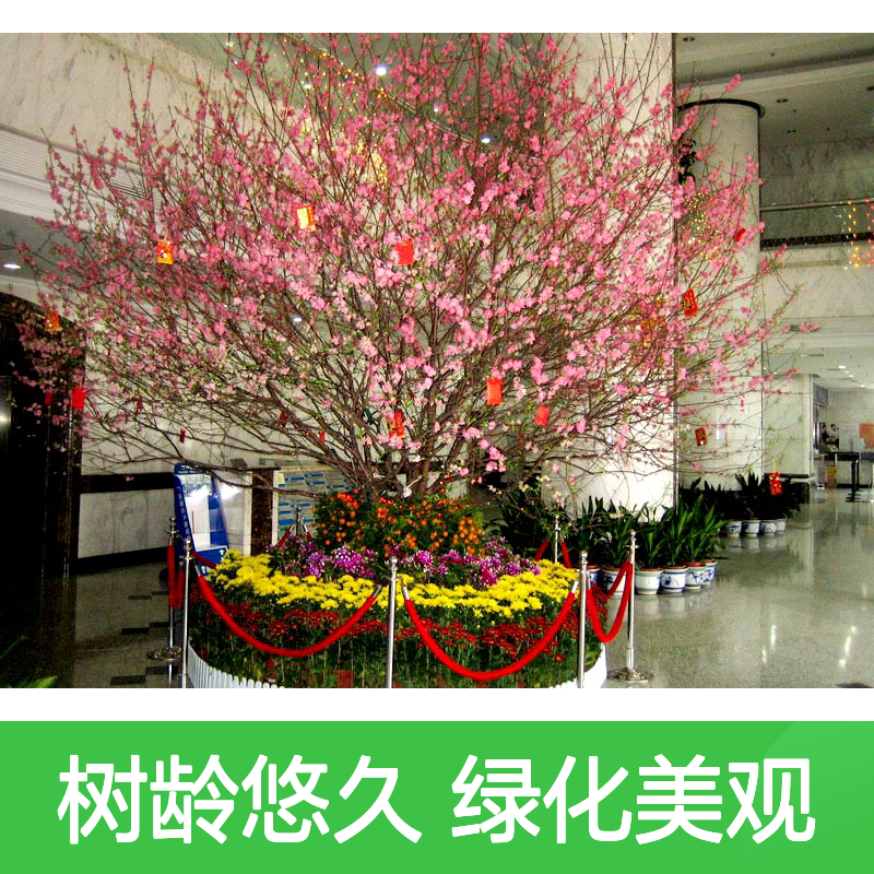 节日花坛摆放 菊花盆栽 草花装饰 绿植盆景美化空间 树龄悠久