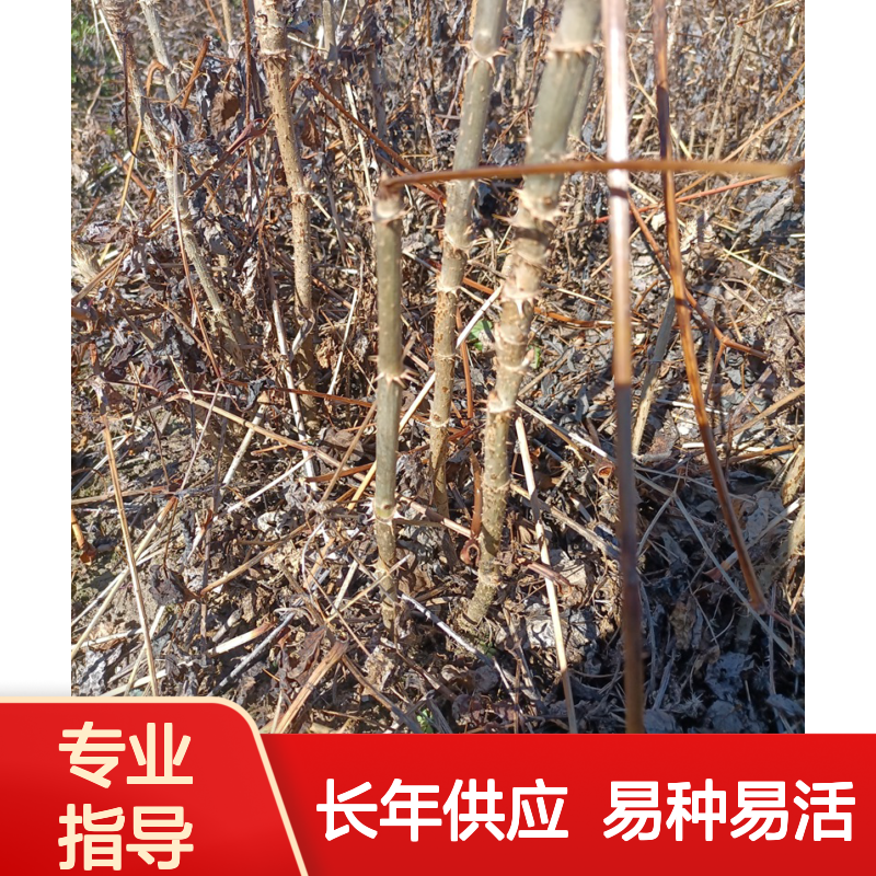 优质刺嫩芽苗 根系发达易成活 抗旱耐寒 支持基地考察 现挖现发