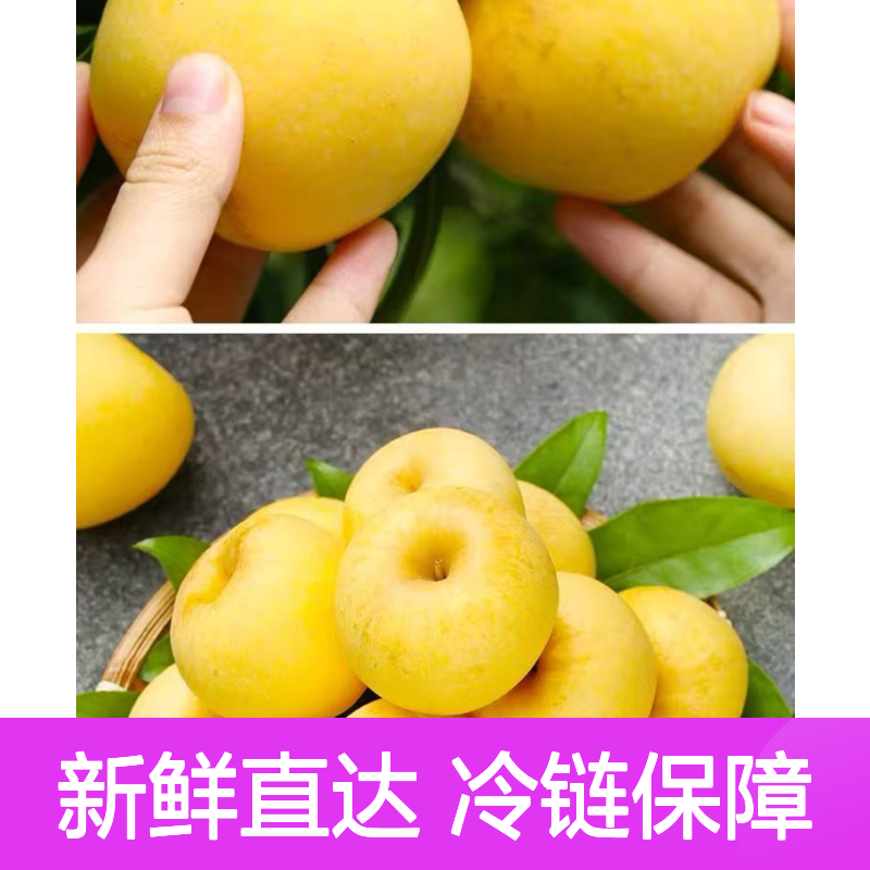 维纳斯黄金苹果冷链配送 现代冷链物流体系 保障新鲜美味