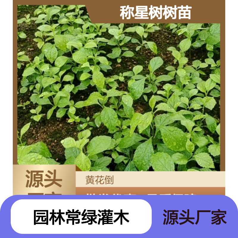 称星树树苗 园林常绿灌木 批发种植 自然生长 分布广泛