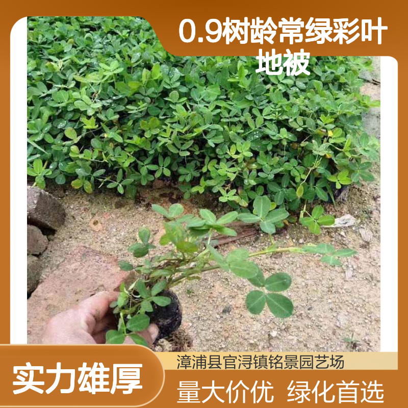 漳 州产遍地黄金小苗杯苗 0.9树龄常绿彩叶地被 市政房地产绿化优选