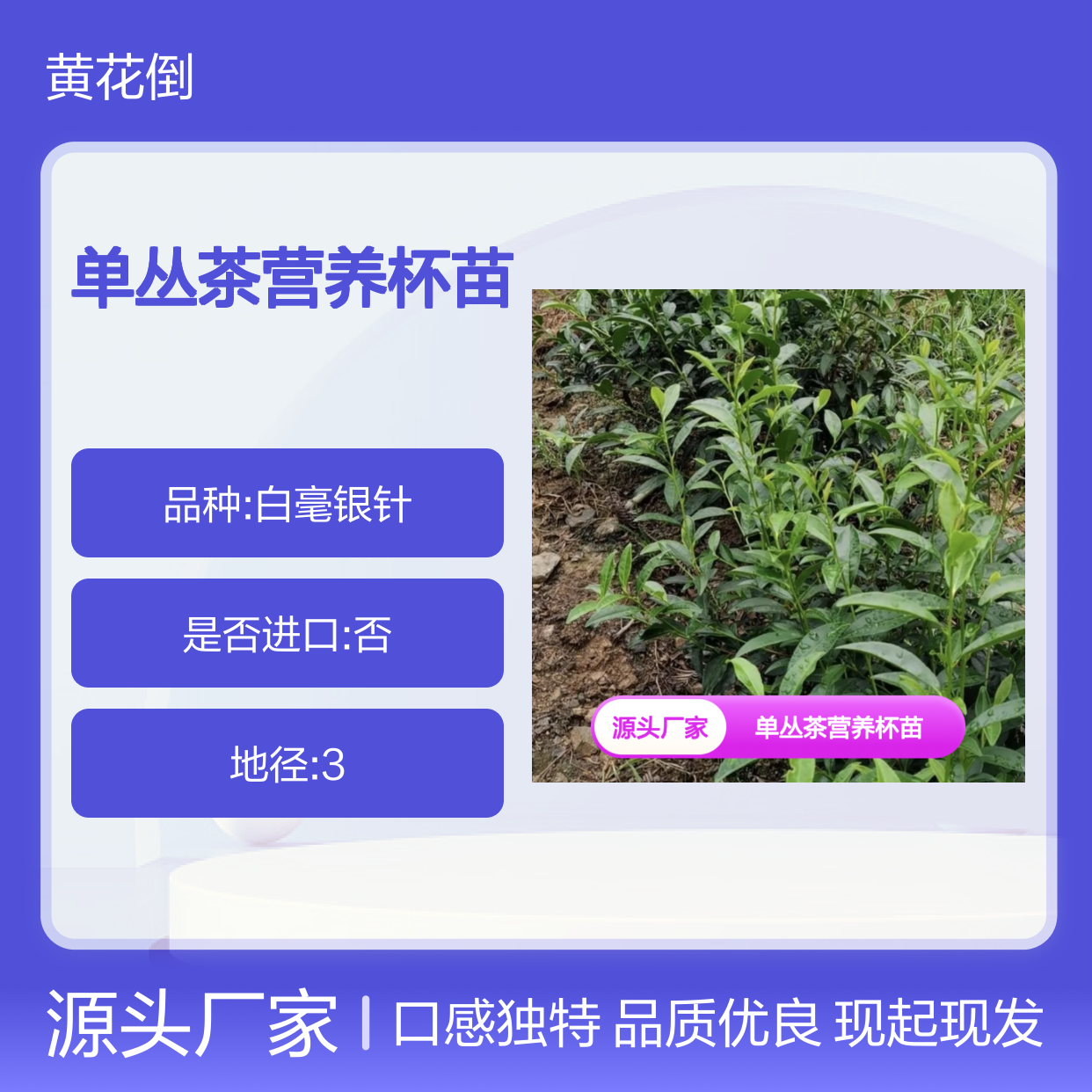 现起现发凤凰单丛茶营养杯苗 合作社直供 品质优良