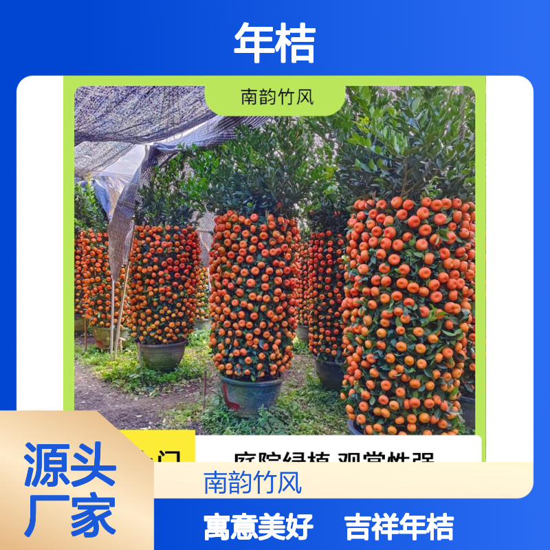 南韵竹风 年桔 菊花 盆栽装饰 送货上门 苗圃供应