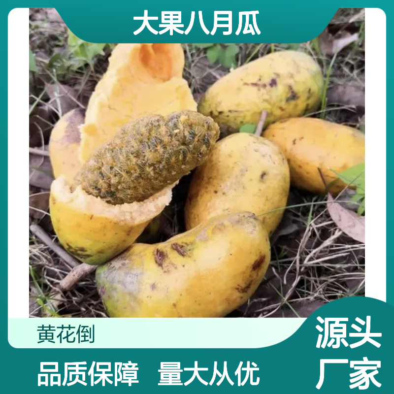 大果八月瓜 种植区直供 藤茎萌芽力强 易于繁殖