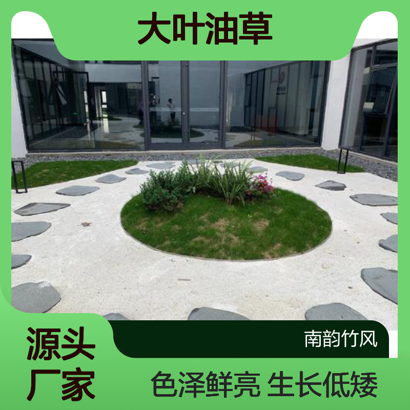 大叶油草 松岗玉龙草 优质草坪种植 生长低矮 色泽鲜亮