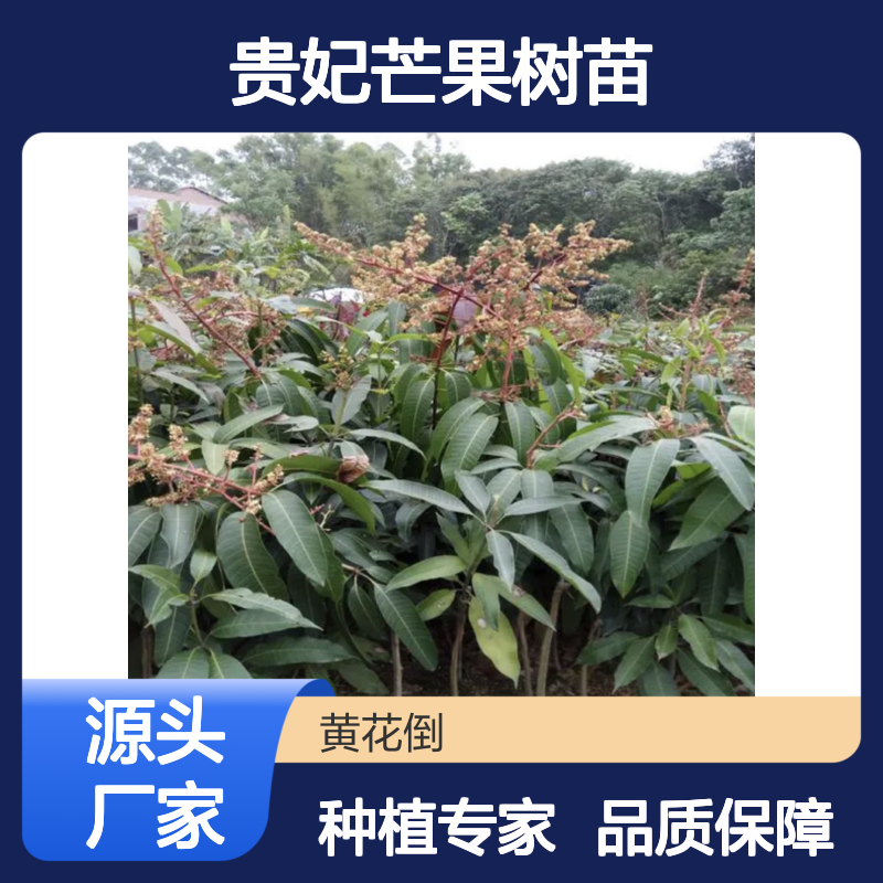 优质贵妃芒果树苗 丰硕甜美 抗病虫害 高含糖量