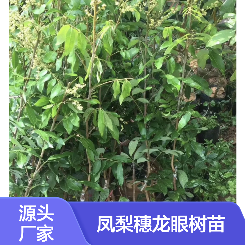 批发凤梨穗龙眼树苗 种植基地优选 栽培简单 适应性强