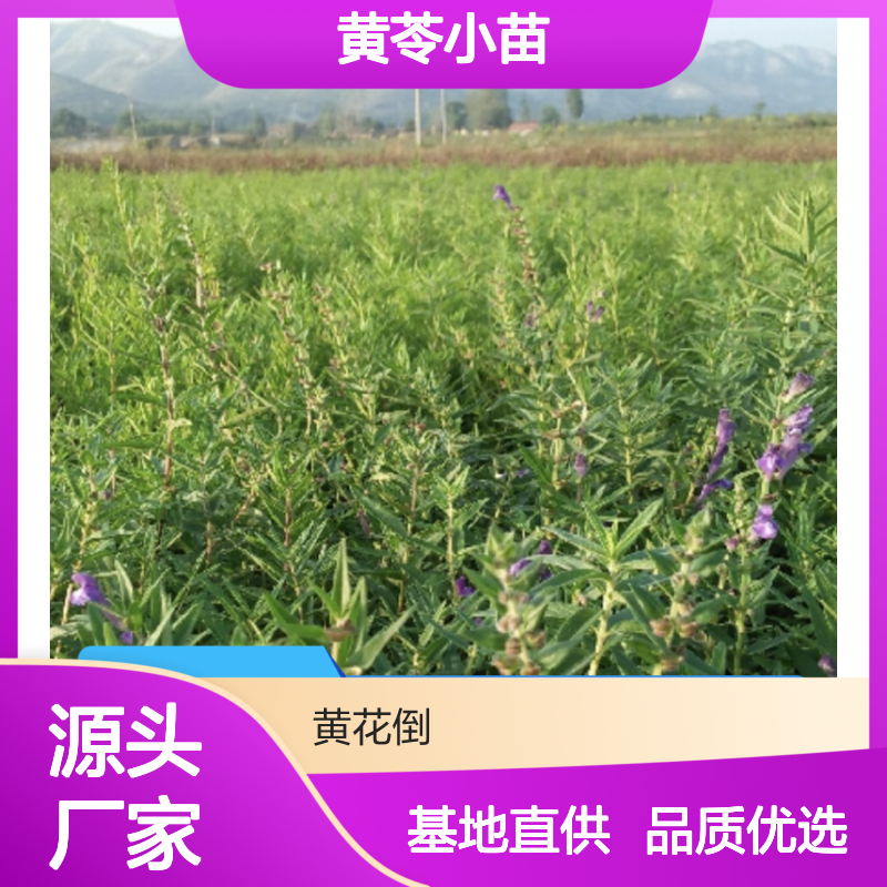 黄苓小苗 基地培育 催芽播种 省工省力 品质保证