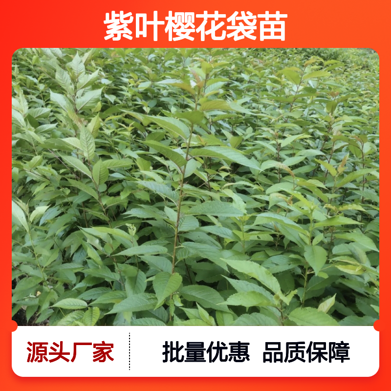 紫叶樱花袋苗 园林绿化优选 色泽鲜艳 生长旺盛