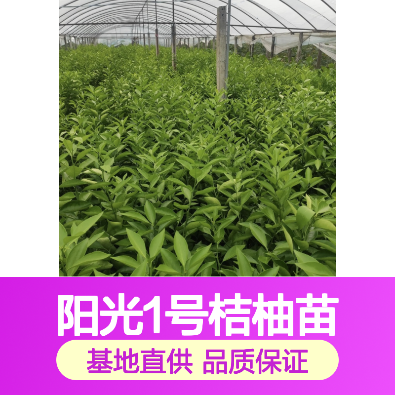 阳光1号桔柚苗 批发基地直供 果实饱满 耐贮性强