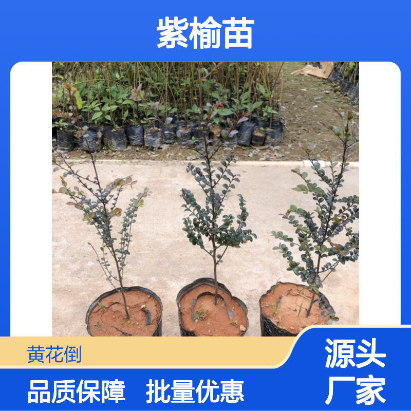 紫榆苗批发 豆科紫檀属乔木植物 抗风性强 无需防腐