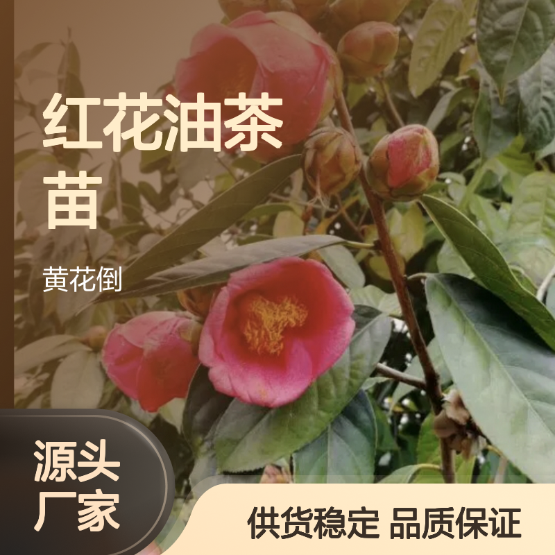 大果宛田红花油茶苗 高产油茶品种 适应性强 经济效益