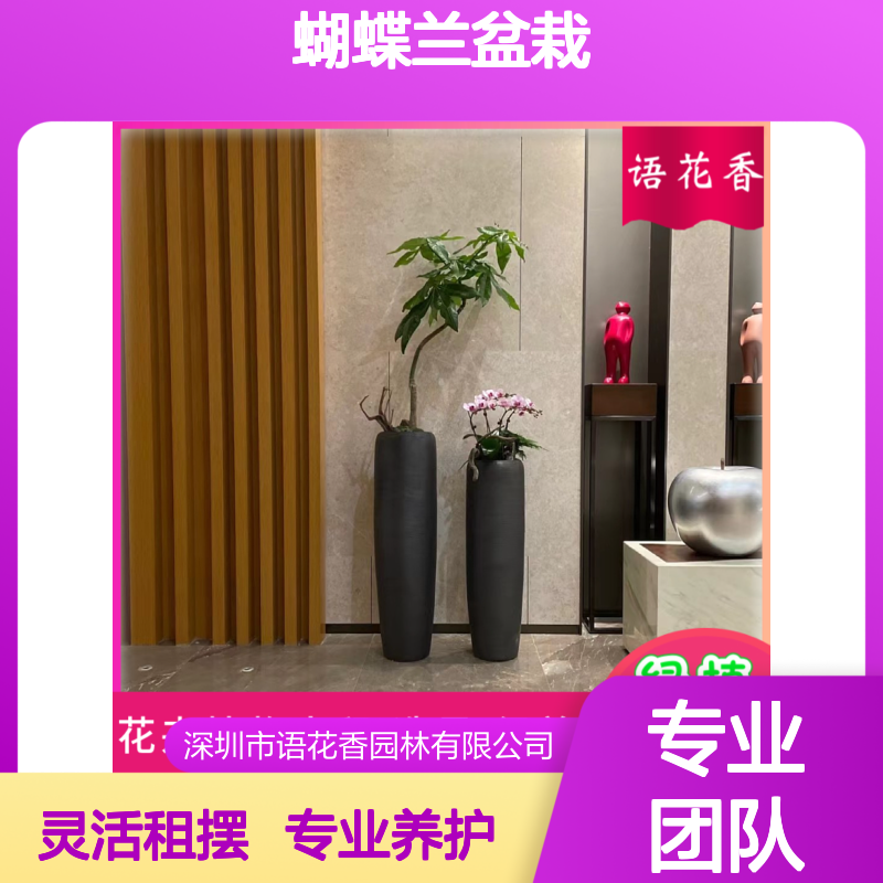 蝴蝶兰盆栽 绿植租赁服务 长期短期租摆 适合办公室绿化工程
