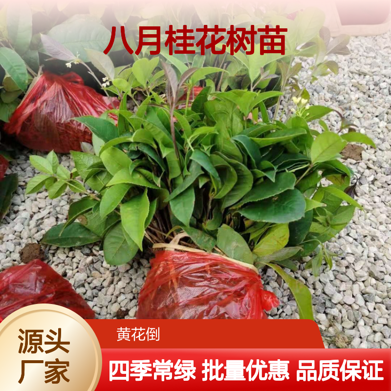 八月桂花树苗 批发供应 百亩种植区 管理粗放 四季常青