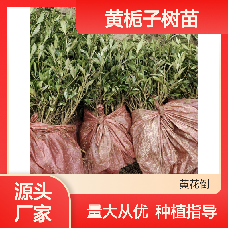 黄栀子树苗 批发供应 园林优选 枝叶繁茂 花色纯白