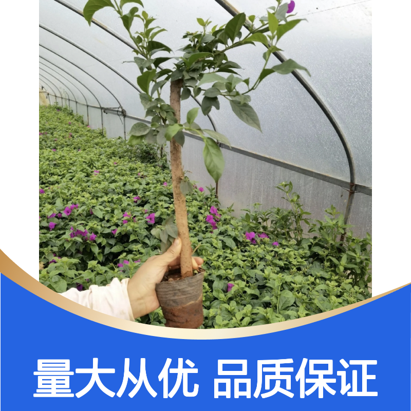 紫色三角梅杯苗 花卉批发 园林植物 生长迅速 耐寒耐旱