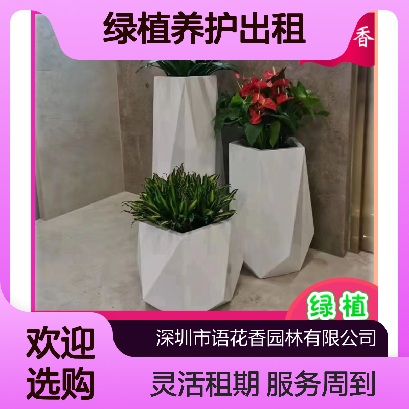 语花香绿植盆栽组合 长期短期租摆设计 阳台庭院办公绿化造景