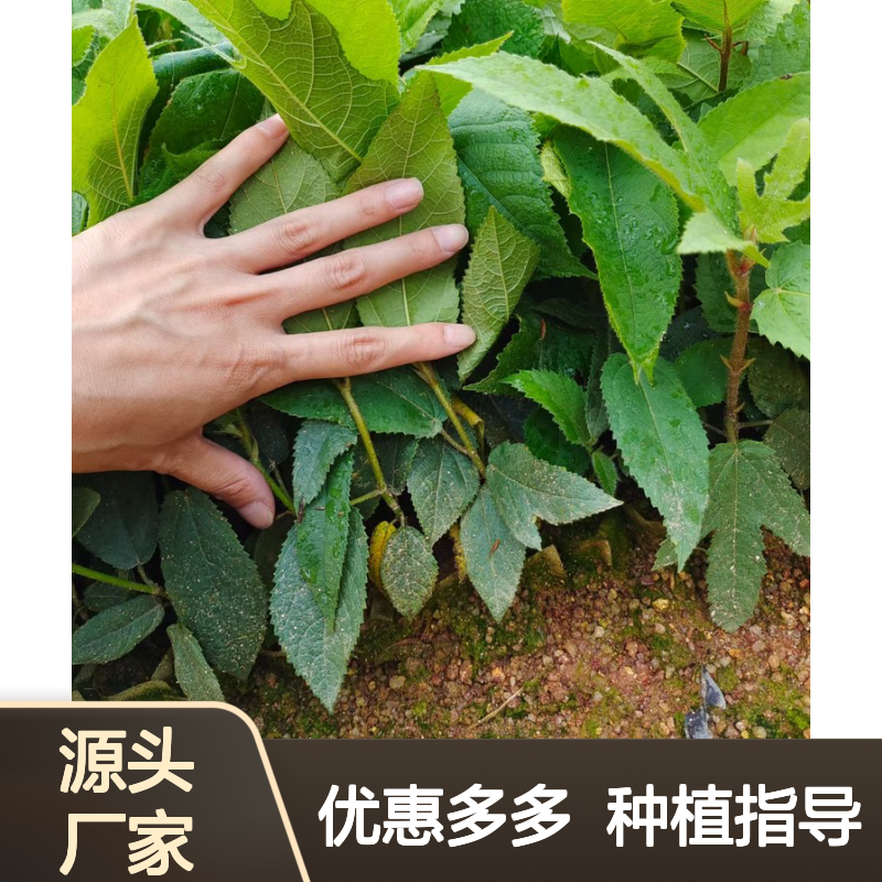 五指毛桃种苗 基地直供 中药种植 品质优良 生长旺盛