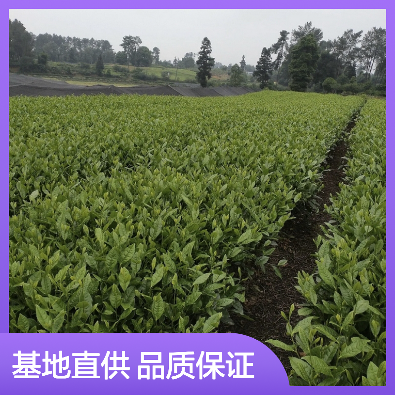 基地批发清心大冇茶袋苗 基地直发包教种植管理技术品质纯正可票