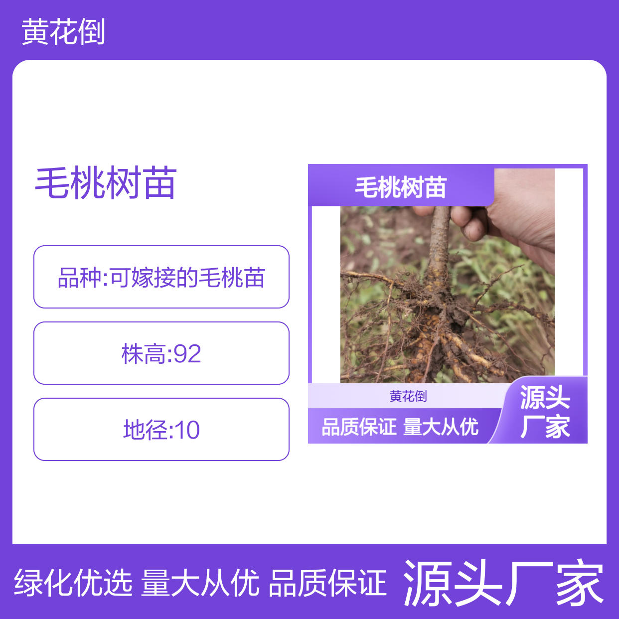 毛桃百亩种植园 优质毛桃树苗 基地直供 根系发达