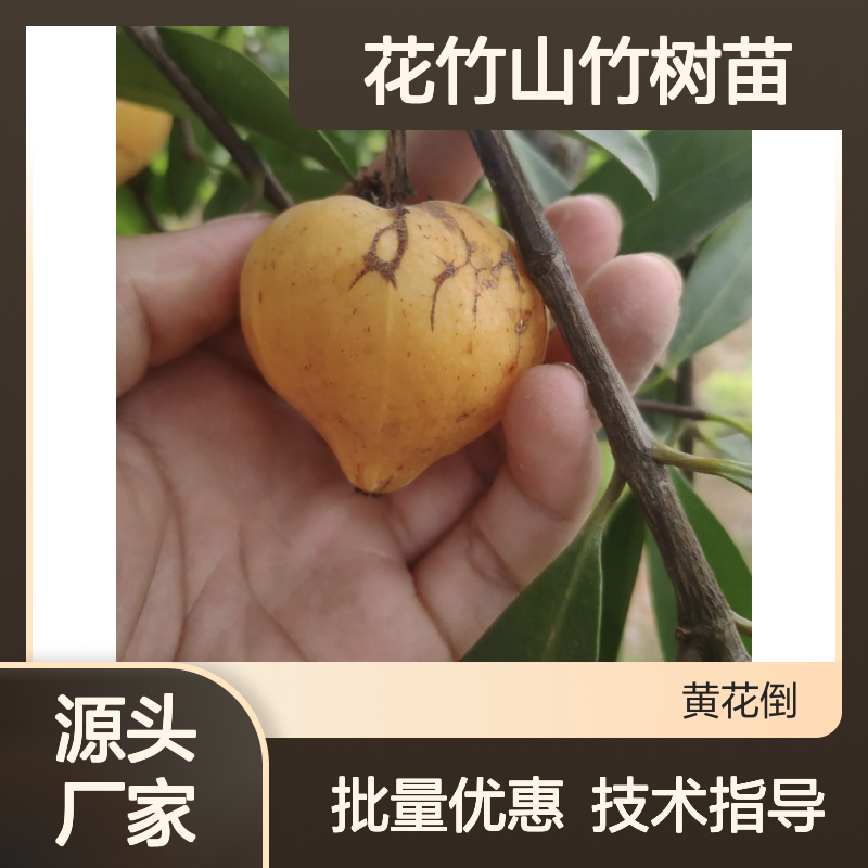 花竹山竹树苗 基地直供 小苗定植 弱光栽培 品质优良