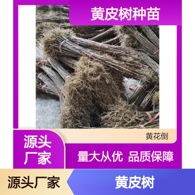 黄皮树种苗基地直供 药用树种易栽培 成活率高