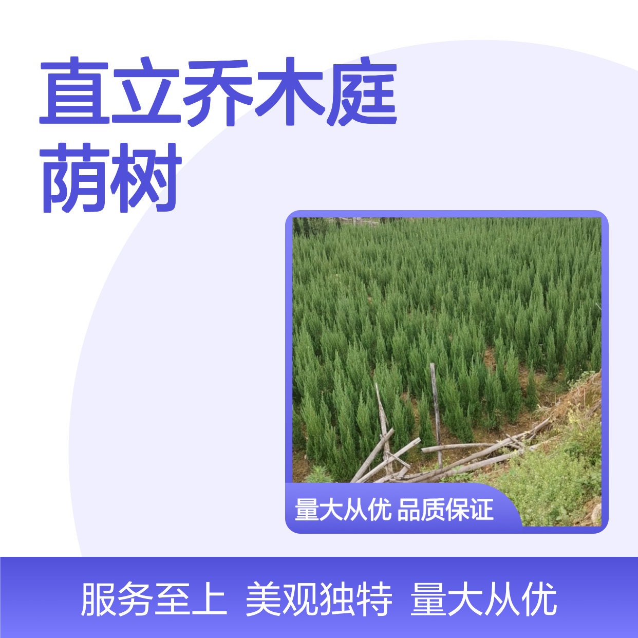 宝塔松树苗 直立乔木庭荫树 四季常青 易于修剪