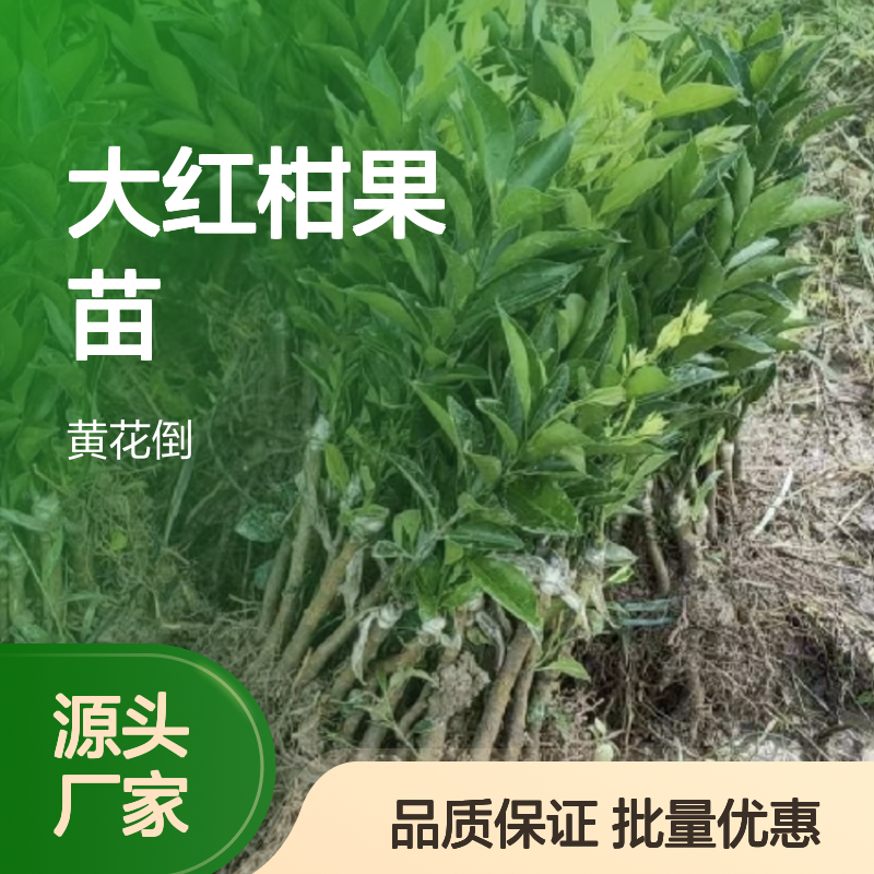 大红柑果苗 地道新会品种 批量供应 管理简单 药食同源