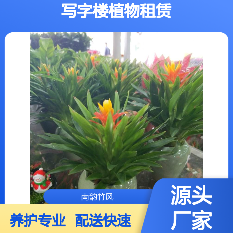 南韵竹风 写字楼植物租赁服务 绿植租摆方案 配送快速 养护专业
