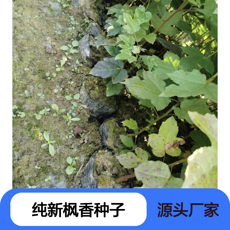 当年纯新枫香种子 苗木合作社自营免费技术指导