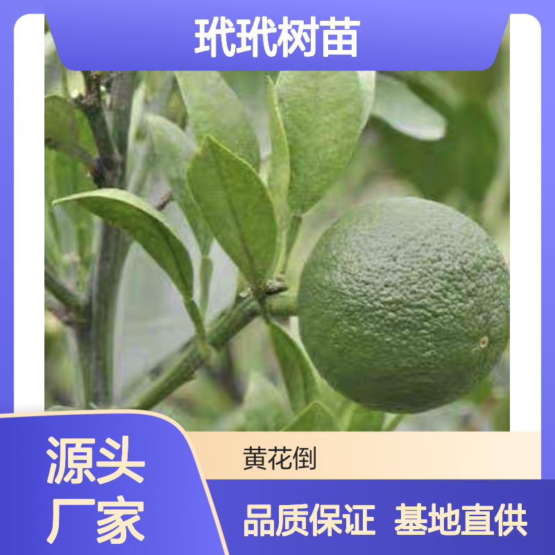 玳玳树苗 批发基地直供 园林优选 花香浓郁 果美观致