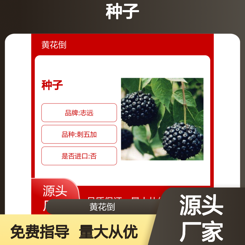 新产鹊不踏刺五加种子 农户直供 播种指导 品质保证