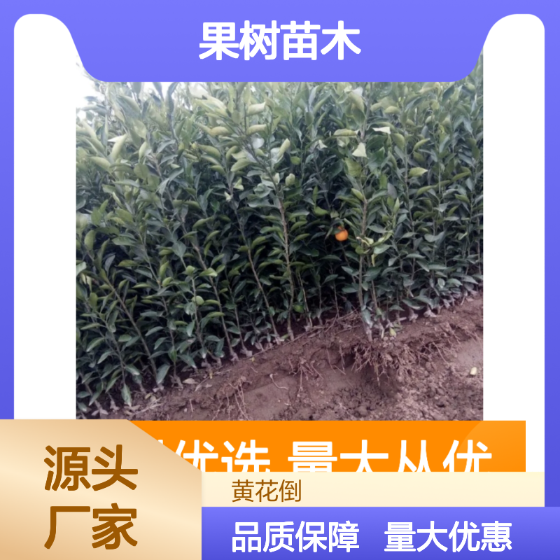 丑柑苗批发 果园直供优质果树 口感极佳 成活率高