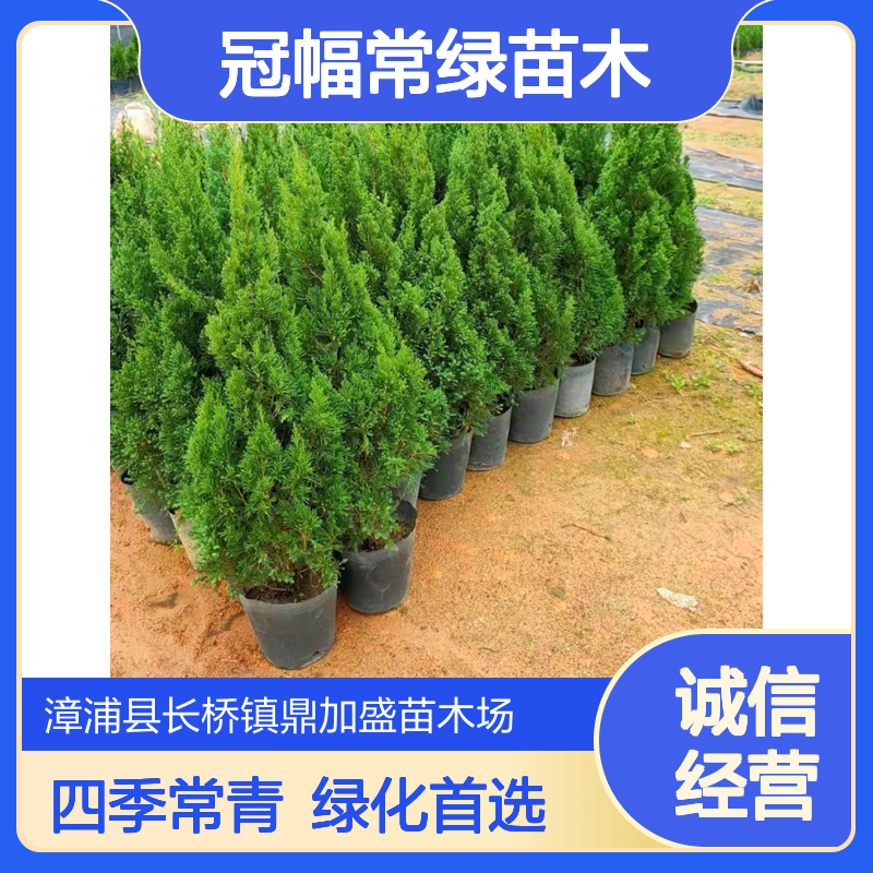 鼎加盛塔柏35冠幅常绿苗木 漳 州露地栽培四季青绿化造景工程用