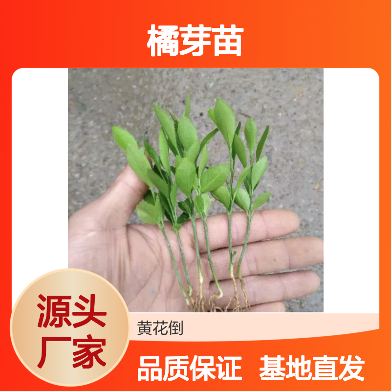 现起现发酸橘芽苗 基地直发包教种植管理技术 品质纯正可票