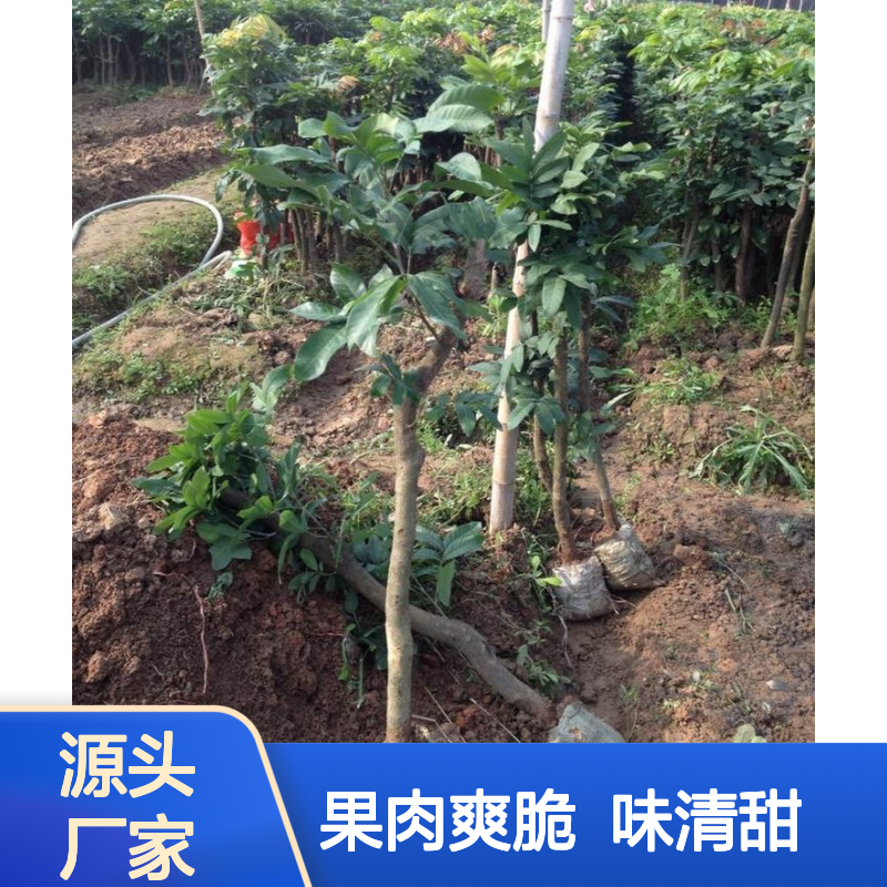 凤梨穗龙眼直生苗 荒山农田皆宜种植 成本低廉