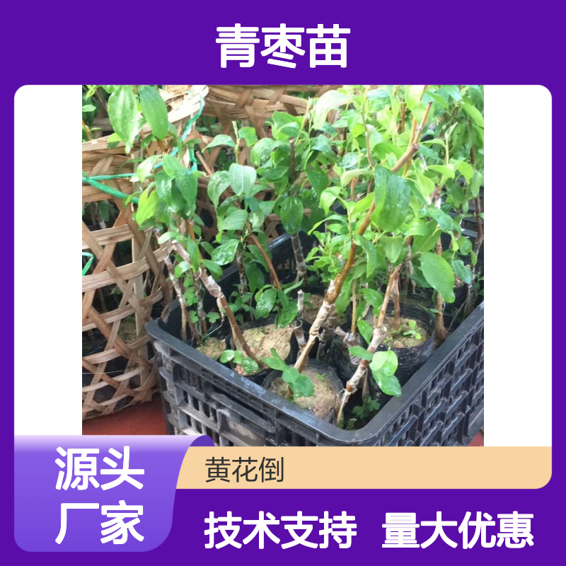 优质大青枣苗 易管理 高产量 技术支持 适应性强