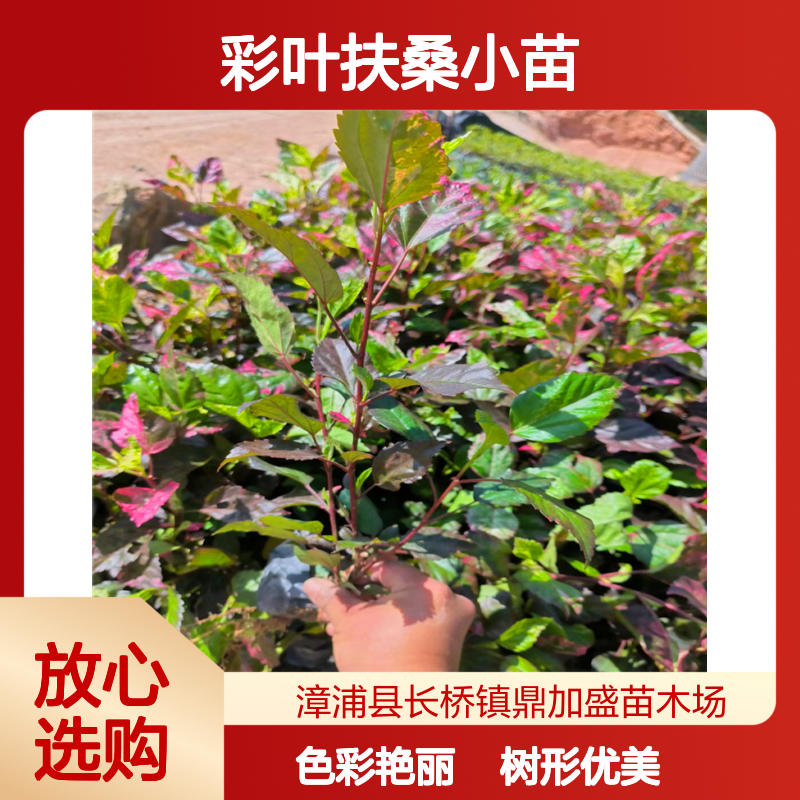 鼎加盛彩叶扶桑苗 漳 州产0.9树龄龙枝型 红色系绿篱灌丛朱槿工程苗