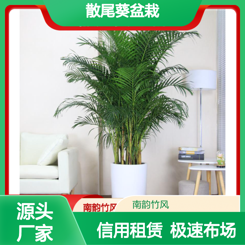 绿竹 凤尾竹养护 散尾葵盆栽批发 临时绿植租摆服务常用品种