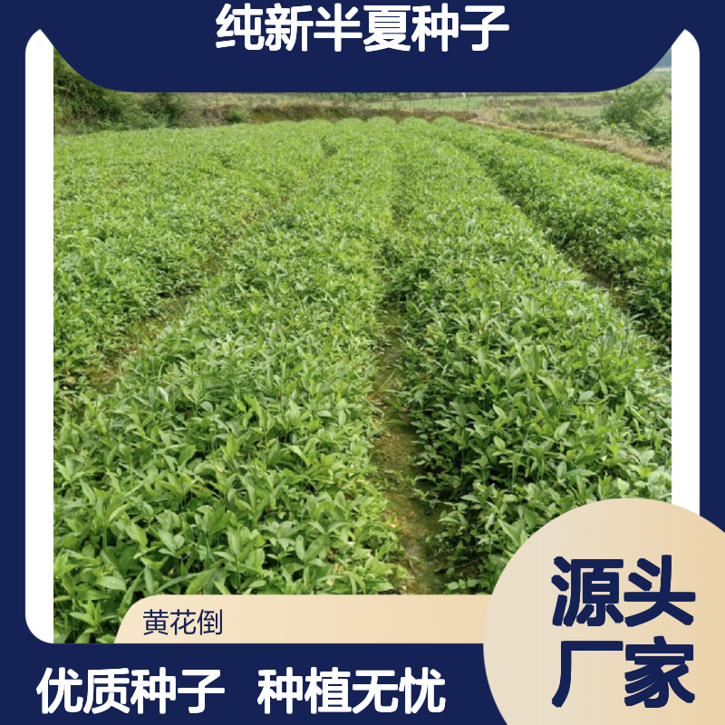 当年纯新半夏种子 块茎繁殖高产量 贵重药材 技术指导