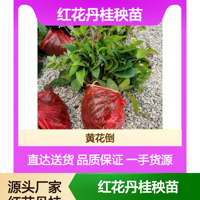 产地一手货源红花丹桂秧苗 购买数量达到要求 全国专线车直达送货