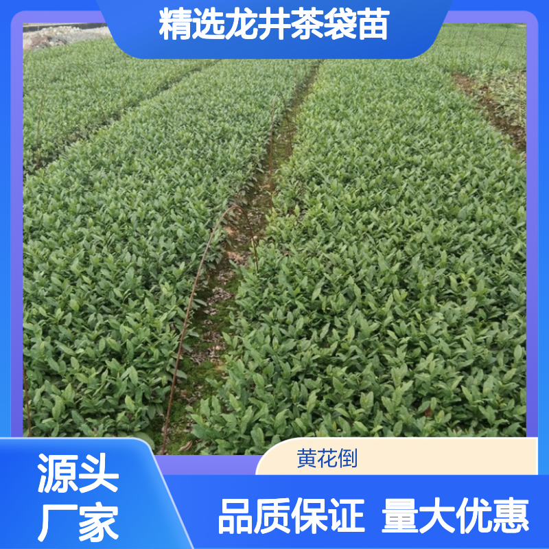 精选龙井茶袋苗 包邮到家 新鲜采摘 品质保证 送货上门