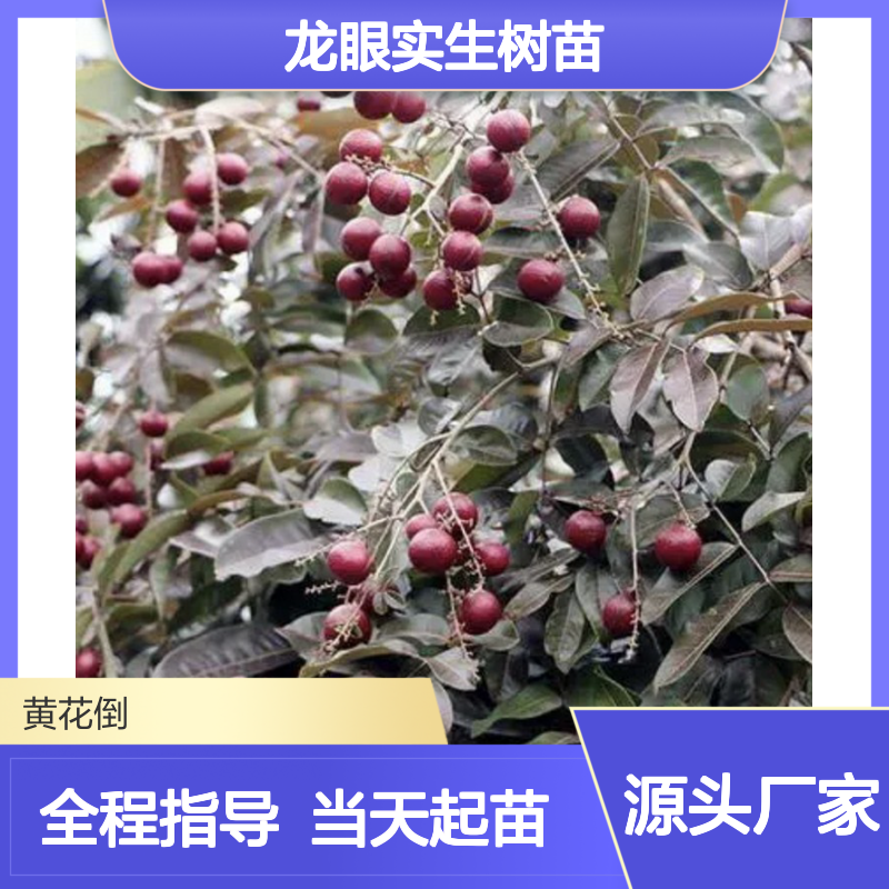 当天起苗当天发龙眼实生树苗 全程技术指导 十几年苗木培育经验