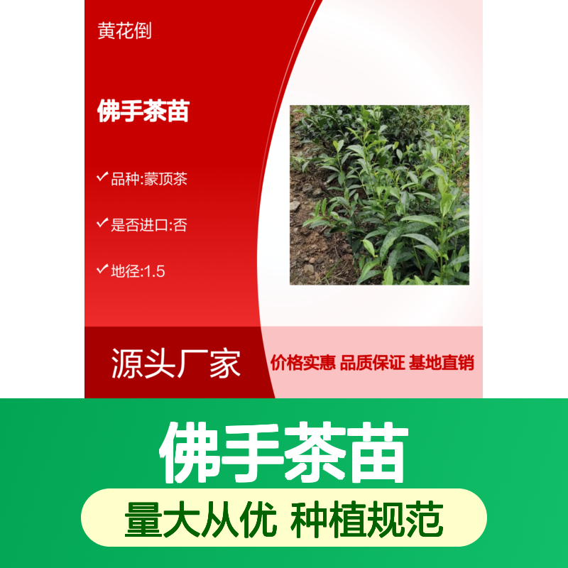 永春佛手茶苗 品种纯正 基地直供 园林绿化优选