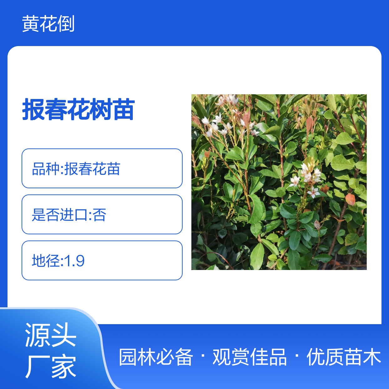 报春花树苗 常绿灌木 观赏价值高 易于培育 适应性强