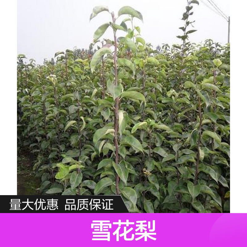 批发雪花梨苗木 基地直供果树苗 品种纯正 汁多味美